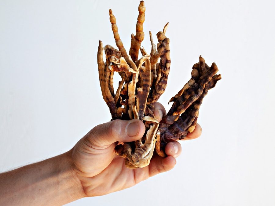 Cordyceps fruiting bodies held in one hand