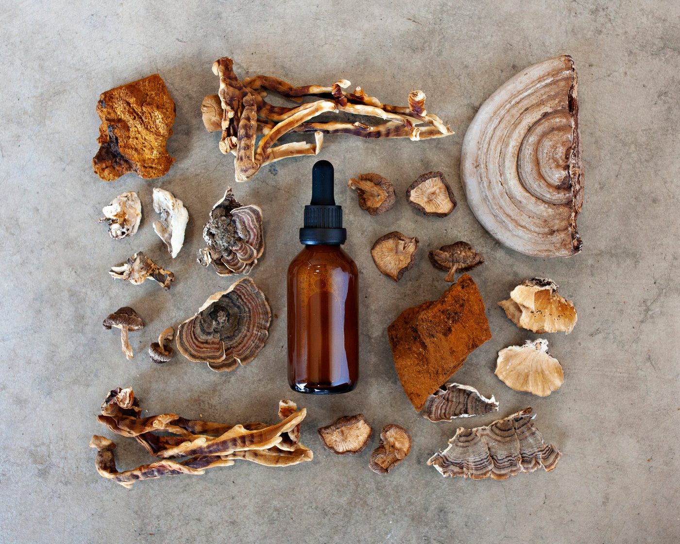 Wild and cultivated mushrooms arranged on a table