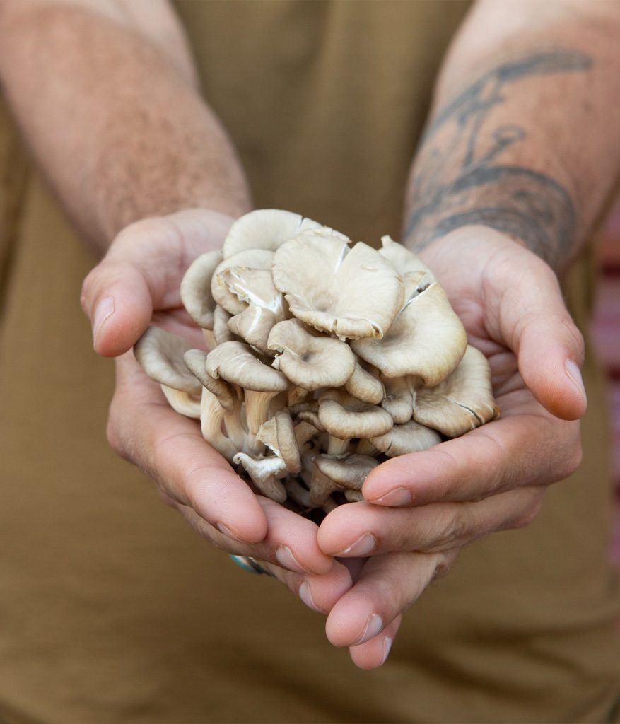 Hands holding fresh oyster mushrooms