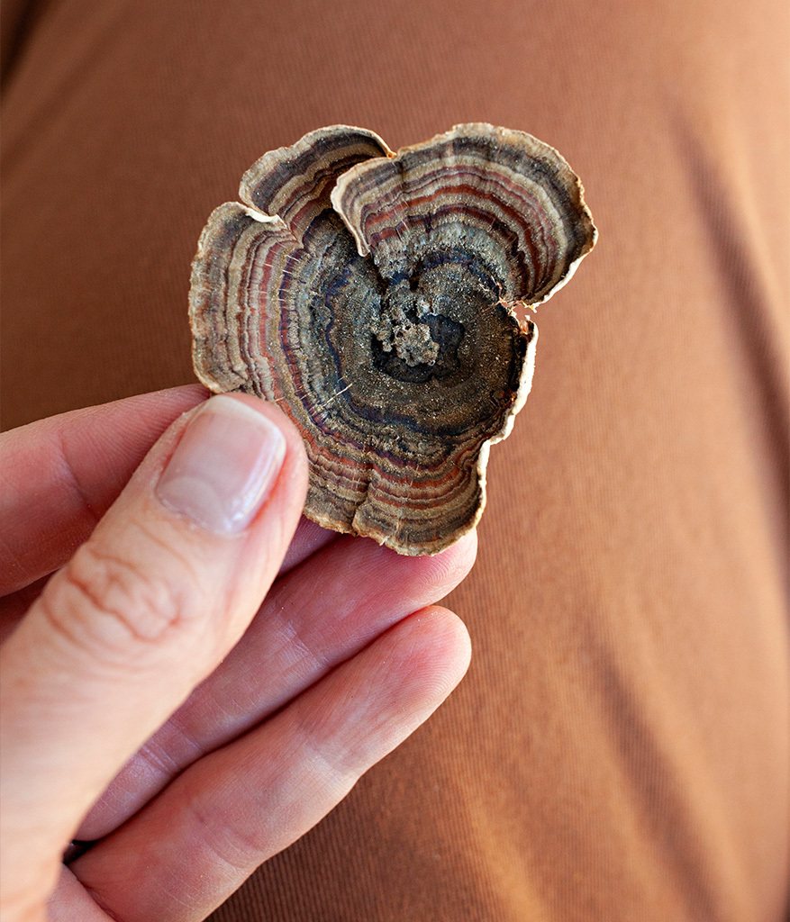 Turkey Tail mushroom held between two fingers